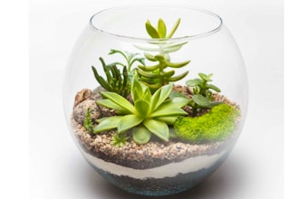 Plant Nite: Glass Succulent Terrarium V